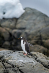 Gentoo penguin stands on rock lifting flippers
