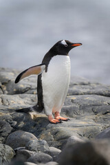 Gentoo penguin stands on rocks by sea