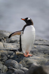 Fototapeta na wymiar Gentoo penguin stands on rock turning head