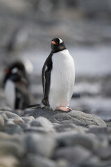 Fototapeta premium Gentoo penguin stands on rocks near another
