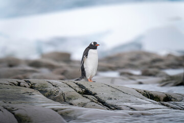 Gentoo penguin stands on rocks on coast