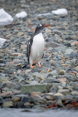 Gentoo penguin stands on shingle looking right