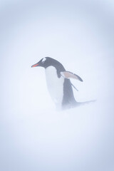 Gentoo penguin stands on snow in blizzard
