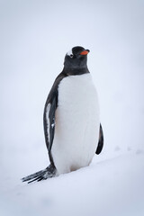 Gentoo penguin stands on snow eyeing camera