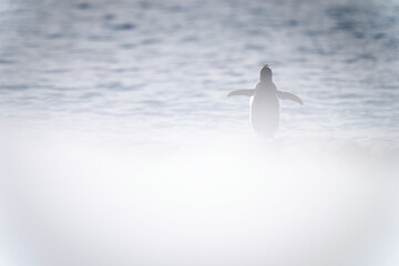Gentoo penguin stands on snow raising flippers © Nick Dale