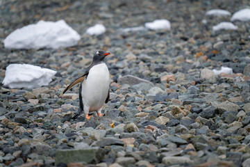 Naklejka premium Gentoo penguin stands on shingle raising flipper