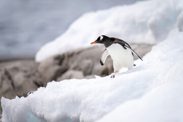 Gentoo penguin stands on snow near rocks - obrazy, fototapety, plakaty