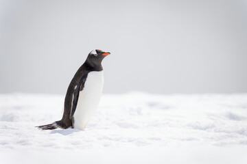 Gentoo penguin stands on snow watching camera