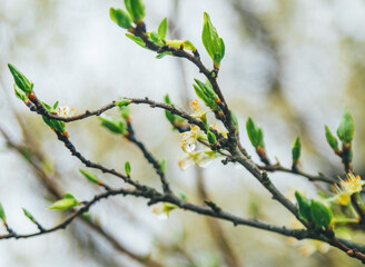 New flowers and trees sprout