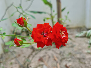 red rose in garden blur background