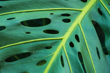 Fototapeta na wymiar Green leaves for background and wallpaper.