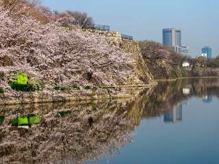 大阪城の堀に映り込む桜