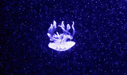 Obraz na płótnie Canvas Jellyfish floating in the aquarium