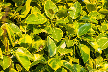 Green leaves for background and wallpaper.
