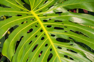 Plakat Green leaves for background and wallpaper.