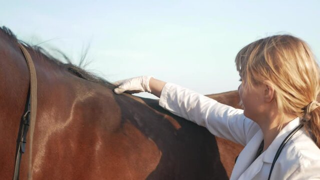 blonde woman veterinarian examines sick back of horse, probes and gives massage. Stethoscope