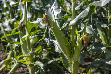 畑で大きく育った美味しいトウモロコシ