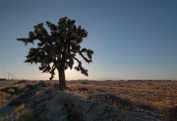Joshua tree in the high desert of southern California United States