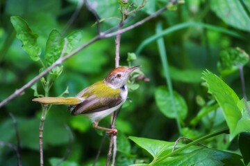 Closeup of common tailorbird. Orthotomus sutorius. 