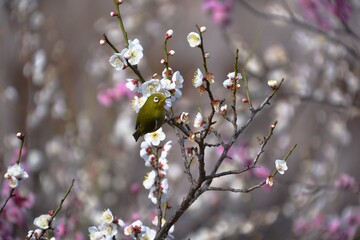 Bird on the plum tree 