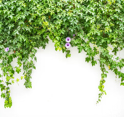 green wall with morning glory for background