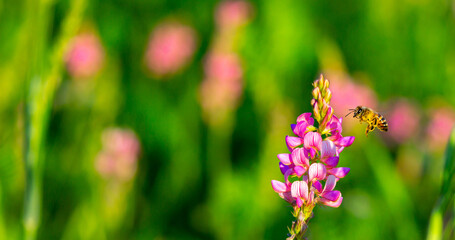 Blooming field against the background of mountains. Beautiful landscape with lavender flowers. Spring background of colorful landscape. Mountain pink flowers.