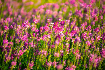 Obraz premium Blooming field against the background of mountains. Beautiful landscape with lavender flowers. Spring background of colorful landscape. Mountain pink flowers.