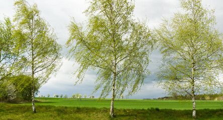 A cloudy spring landscape with birch trees