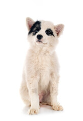 Obraz premium young Yakutian Laika