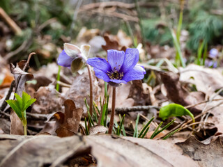 Macro of spring wildflowers the Common hepatica (Anemone hepatica or Hepatica nobilis) growing in the forest. Beautiful and delicate floral background