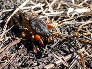 Close-up shot of the European mole cricket (Gryllotalpa gryllotalpa) above ground in sunlight digging its way into the ground