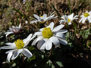 Close-up of the daisy-like flower the Balkan anemone, Grecian windflower or winter windflower (Anemone blanda or Anemonoides blanda) 'White splendour' blooming in sunlight in garden in spring