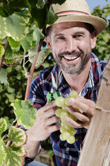 handsome man working in vineyard picking up grapes