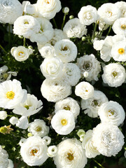 Ranunculus White Flowers Growing in a Field
