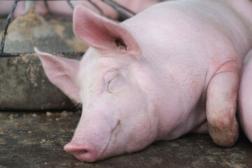 Pink fat pig sleeping and smile in livestock pig farm close-up.