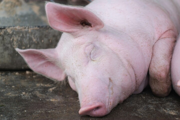Pink fat pig sleeping and smile in livestock pig farm close-up.
