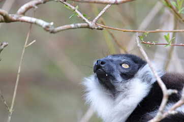 Obraz premium Endemic Black-and-white ruffed lemur