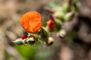 red poppy flower