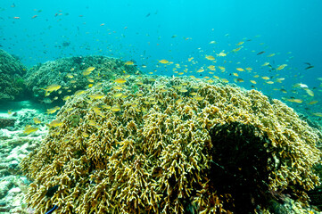 Naklejka na ściany i meble Reef scenic with fire corals, Millepora dichotoma, Raja Ampat Indonesia.