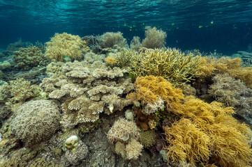 Reef scenic with hard corals under mangrove forest, Raja Ampat Indonesia.