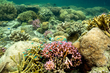 Naklejka na ściany i meble Staghorn hard corals in reef crest, Raja Ampat Indonesia.