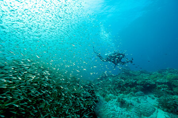 Fototapeta na wymiar Coral reef scenic with glass fishes and hard corals, Raja Ampat Indonesia.