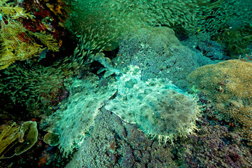 Tasselled wobbegong sharks, Eucrossorhinus dasypogon, waiting under glass fish shoal, Raja Ampat Indonesia.
