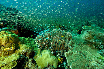 Naklejka na ściany i meble Reef scenic with glass fishes and blue damsels, Raja Ampat Indonesia.