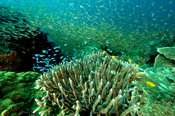 Fototapeta na wymiar Reef scenic with glass fishes and blue damsels, Raja Ampat Indonesia.