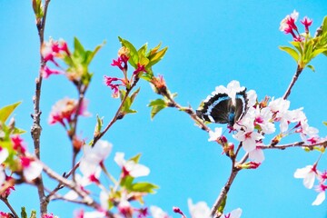 ソメイヨシノの桜の花の蜜を吸うルリタテハという蝶々
