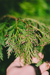 christmas tree in hand