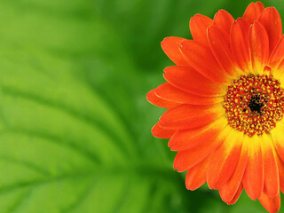 orange yellow gerbera flower over green leaf background, close-up of a blossom from the Asteraceae family with copy space