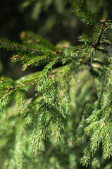 pine needles