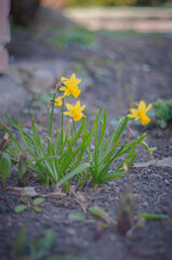 yellow flowers on the ground